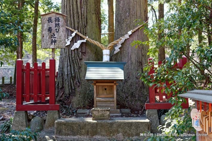縁結びのご神木